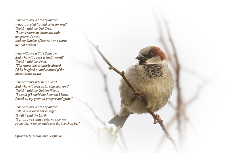 Apr 01 - Who will love a little Sparrow?