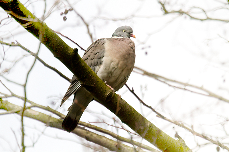 Wood pigeon