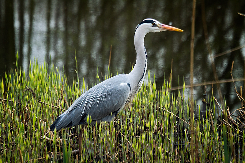 Grey heron