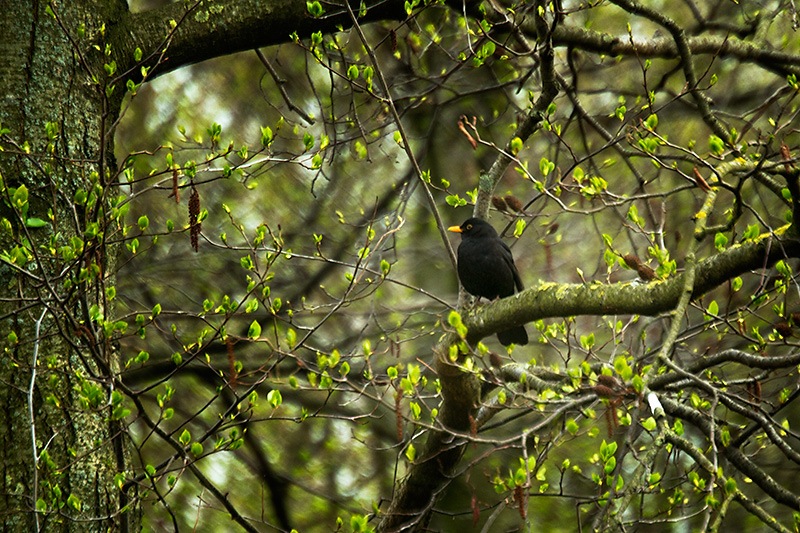 Blackbird (male)