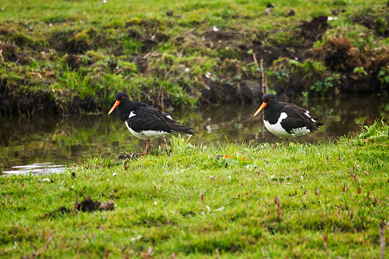 Oystercatcher