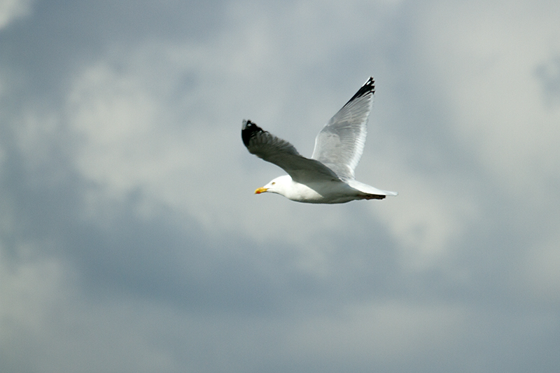 Herring Gull