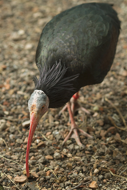 Northern bald ibis