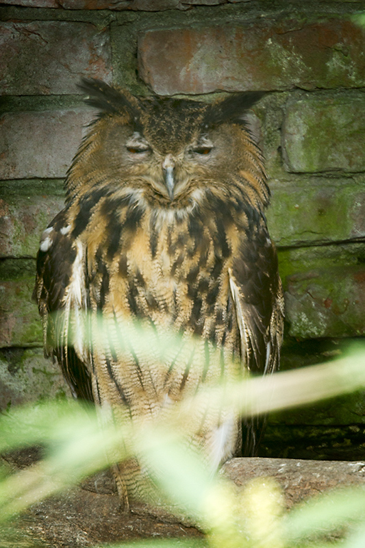 Eurasian Eagle-owl