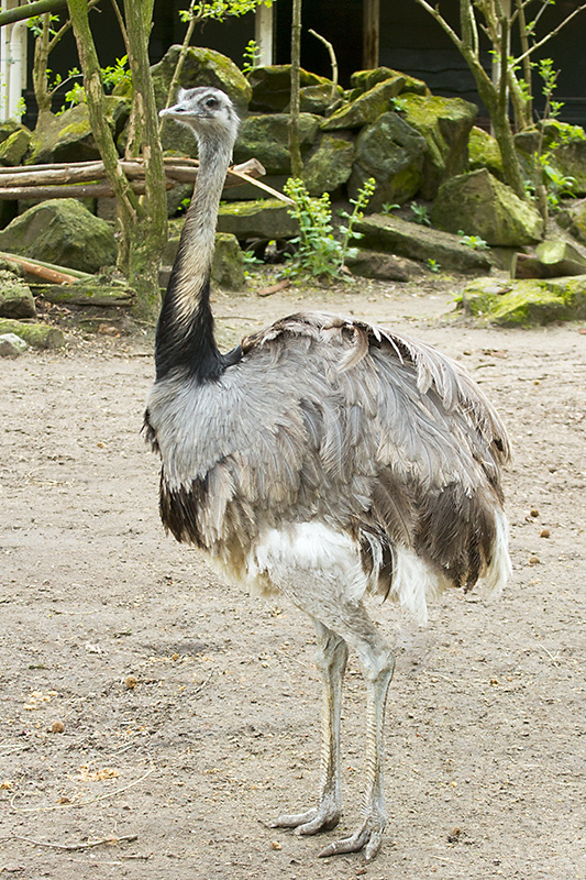 Greater Rhea