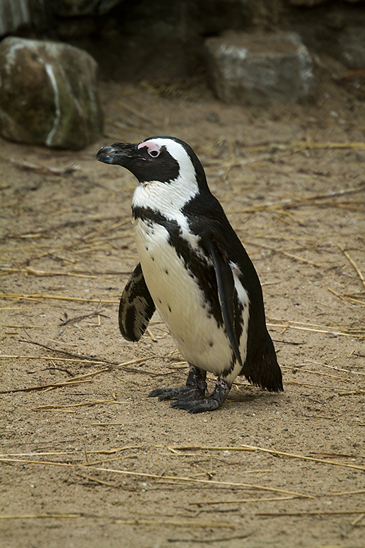 Black-footed penguin