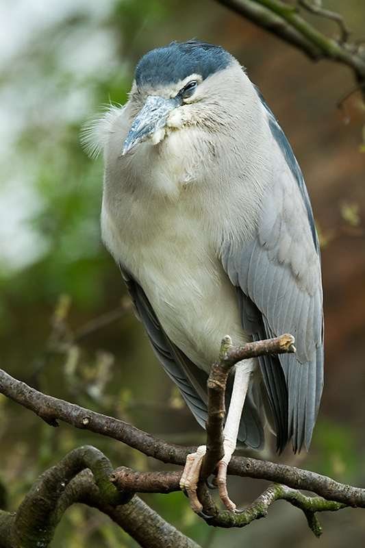 Black-crowned night heron