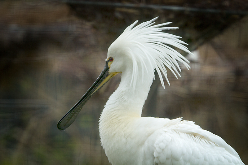 Common spoonbill