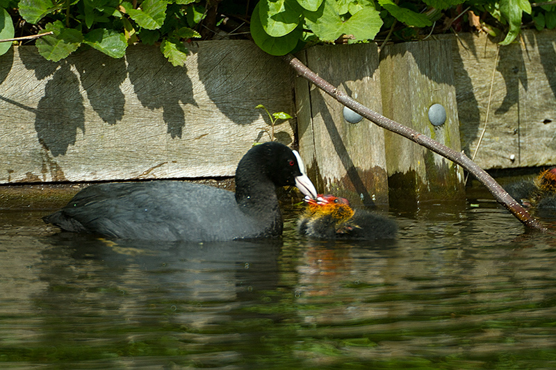 May 07 - Cute coots
