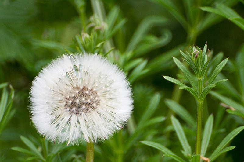 May 10 - Time to weed