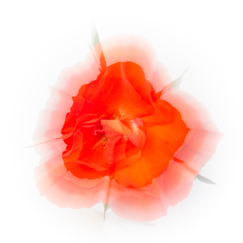 Roses are red