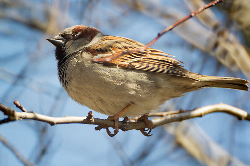 01. House sparrow