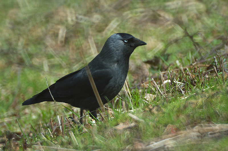 05. Jackdaw