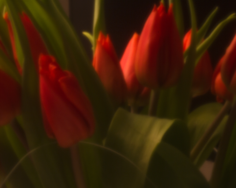 Apr 20 - Pinhole tulips