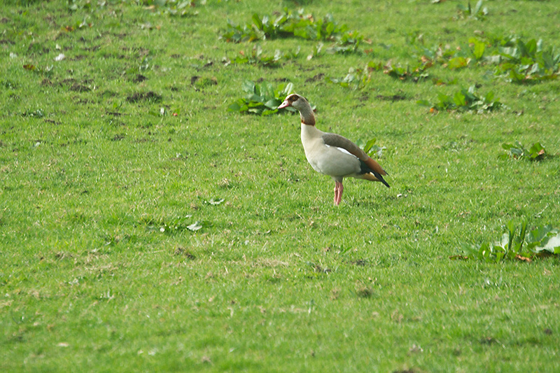 07. Egyptian goose