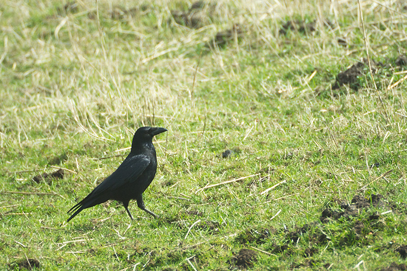 11. Carrion crow