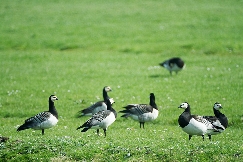 14. Brant goose