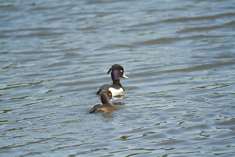 16. Tufted duck