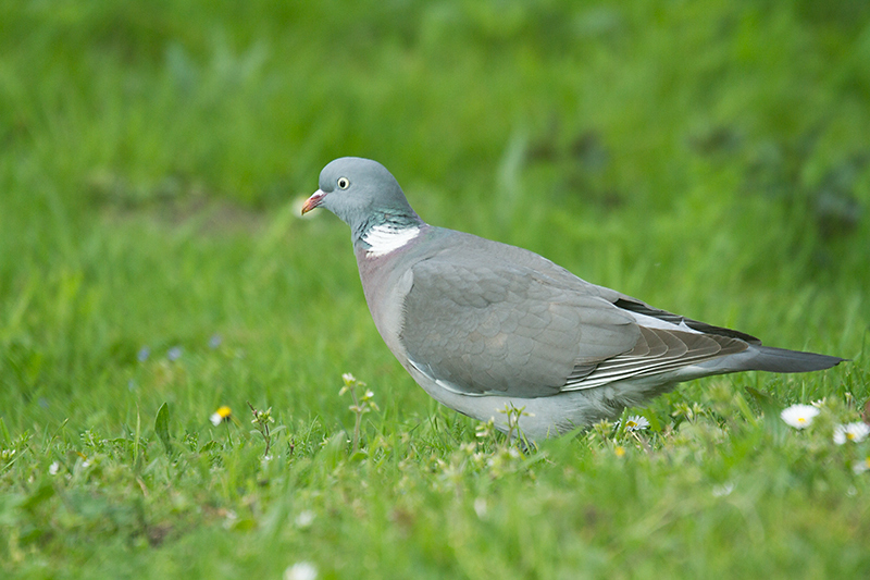 21. Pigeon