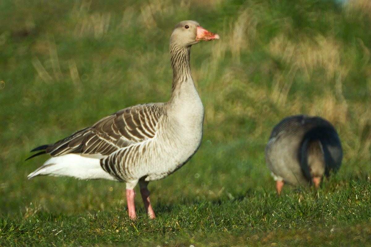 15 - Greylag goose