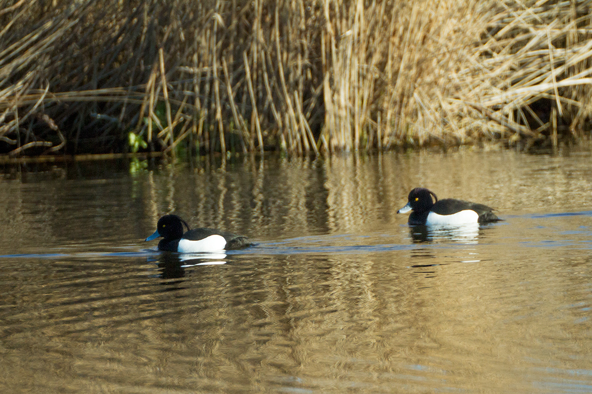 08 - Tufted duck