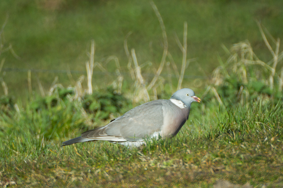 11 - Common wood pigeon