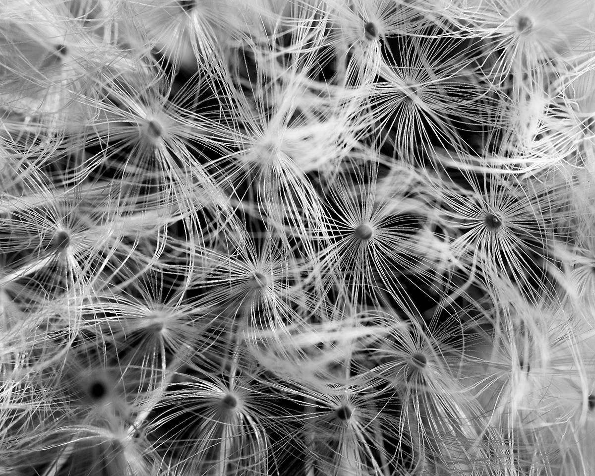 21 - Dandelion