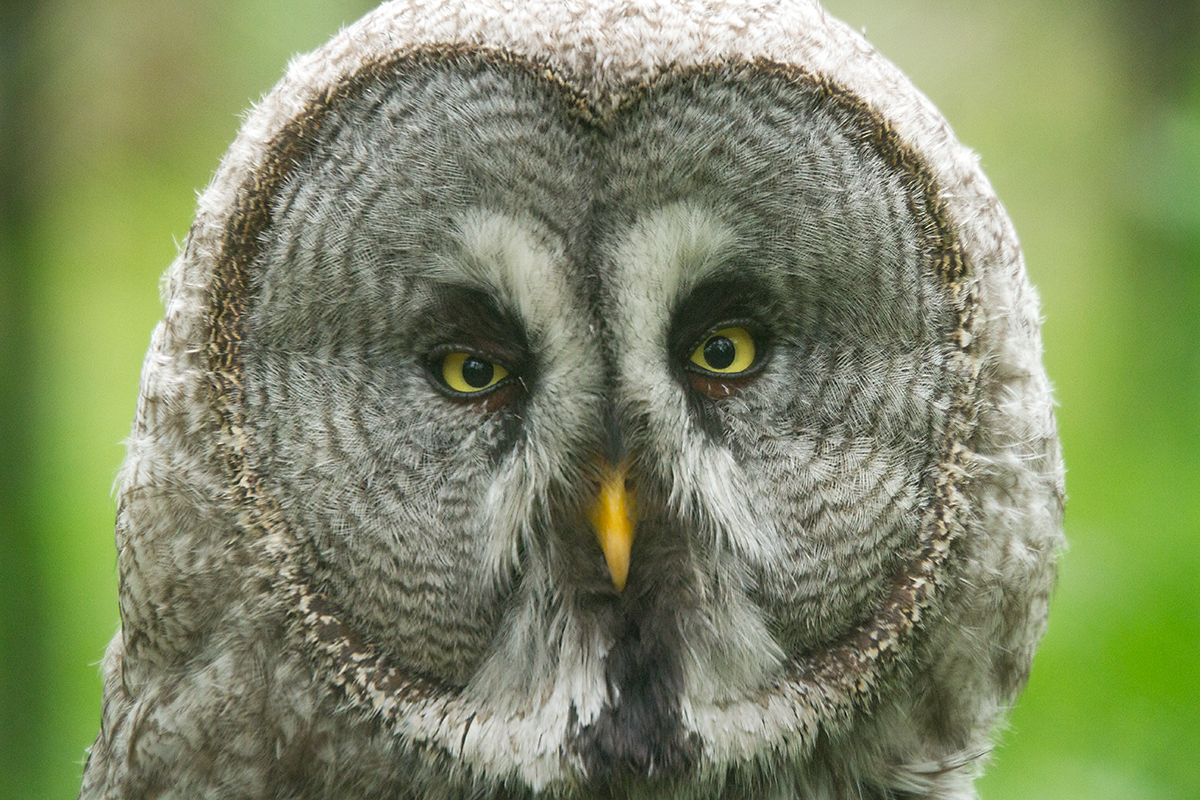 24 - Great grey owl