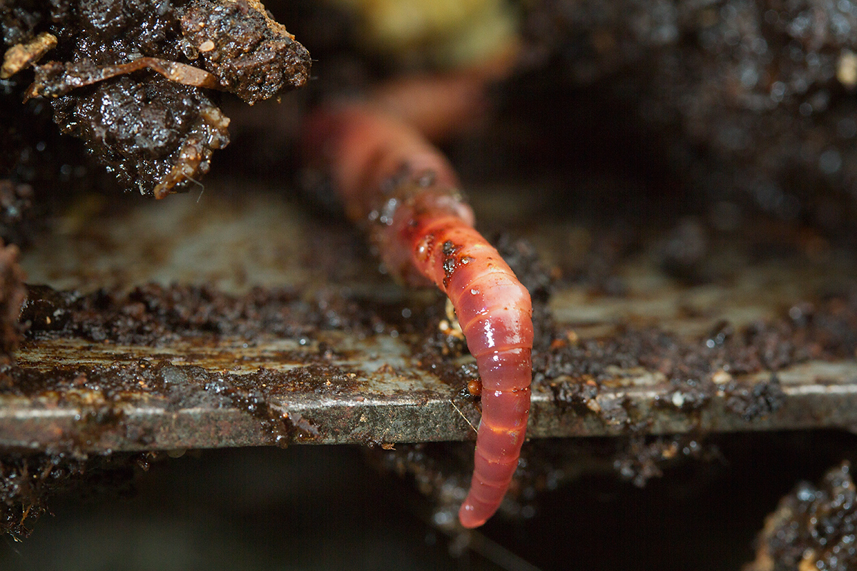 45 - Earthworm