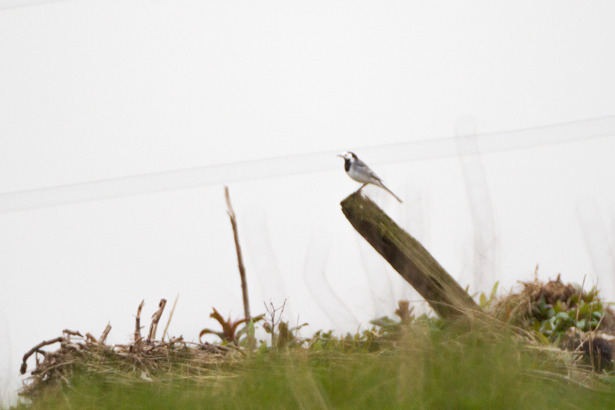 06. White wagtail