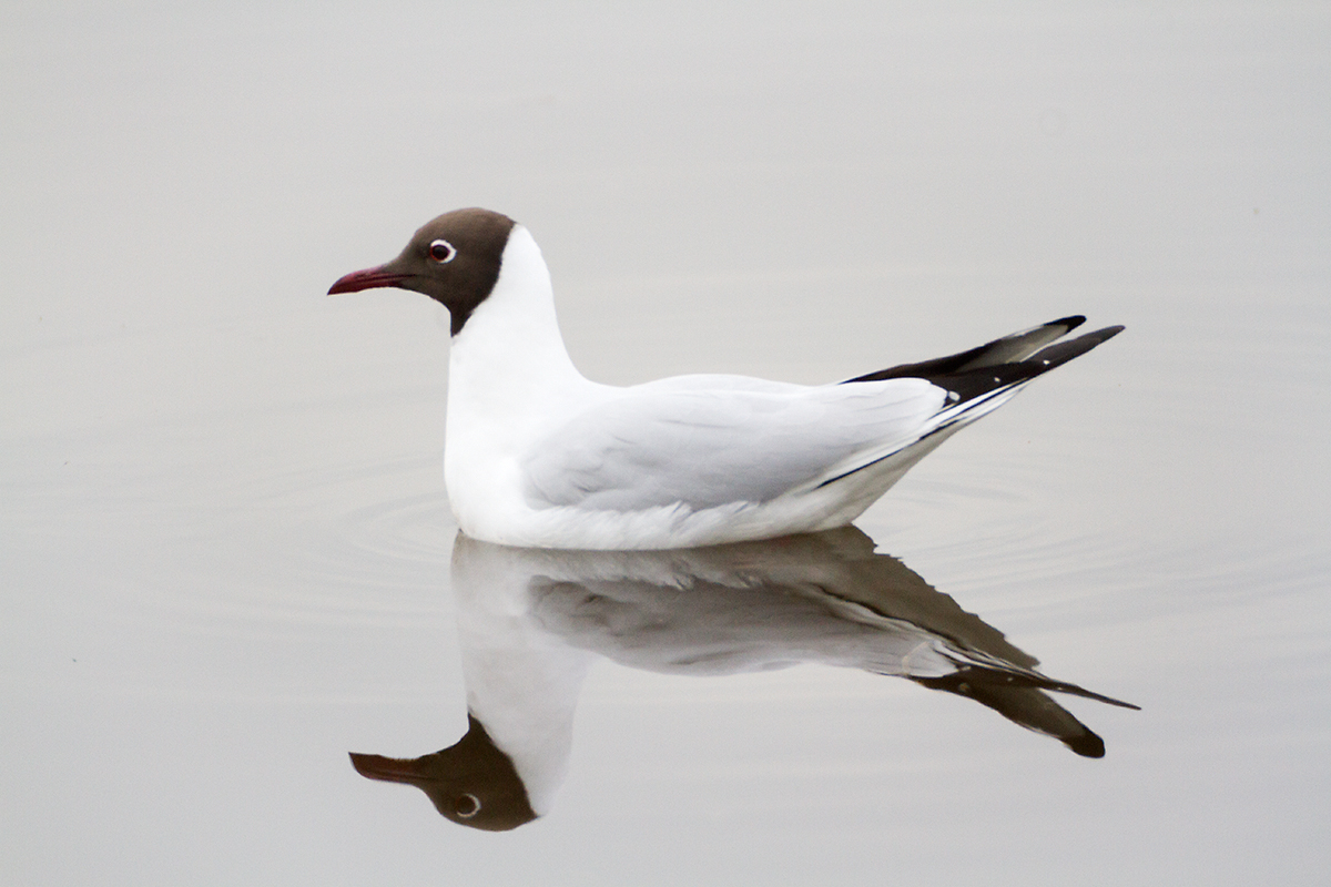 07. Black-headed gull