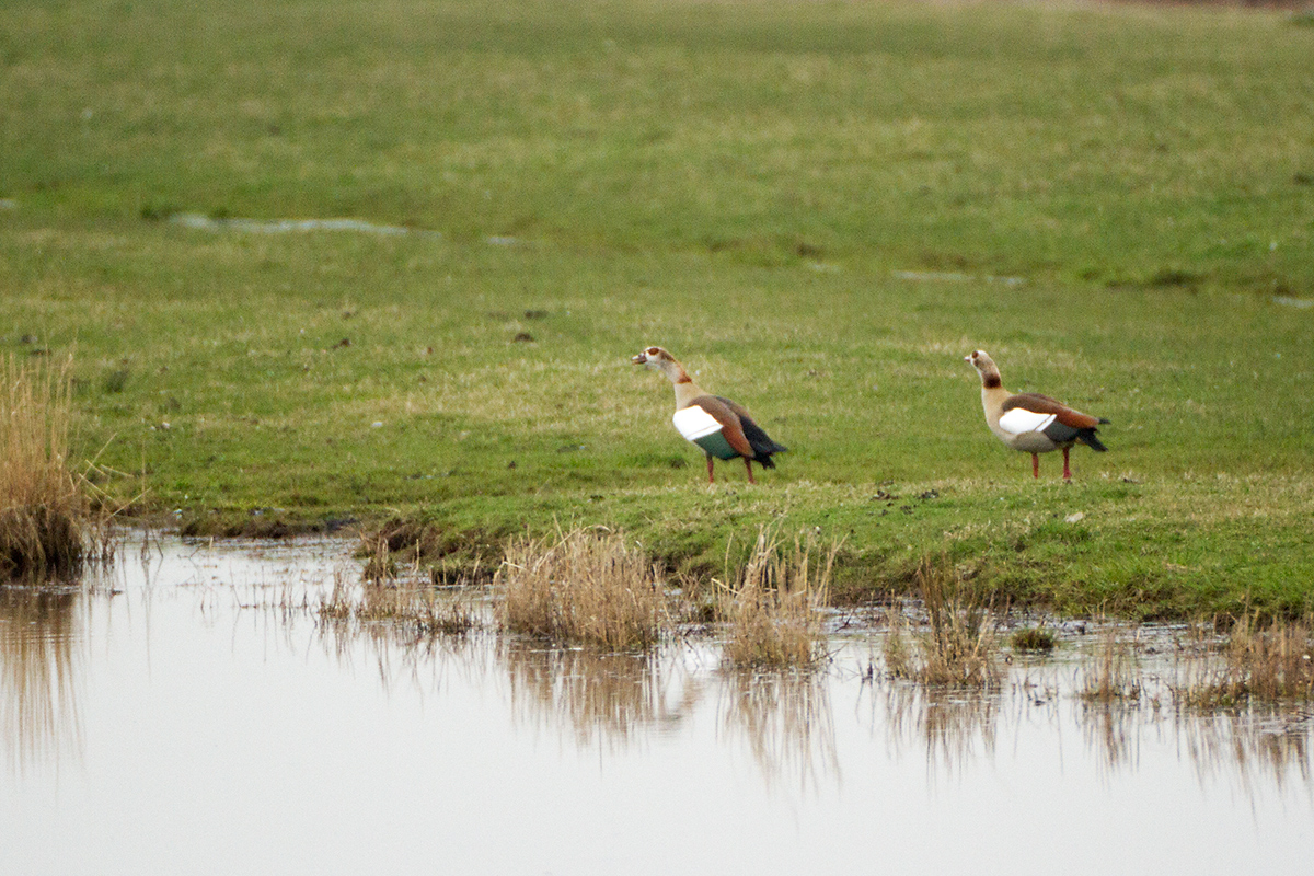 12. Egyptian goose