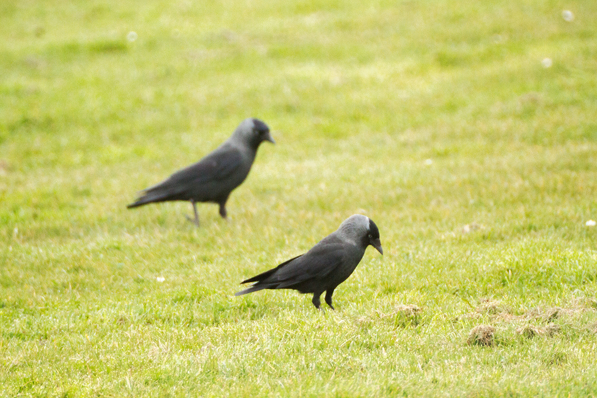 14. Jackdaw