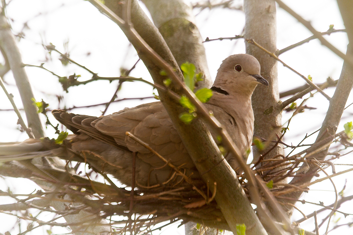 16. Collared dove