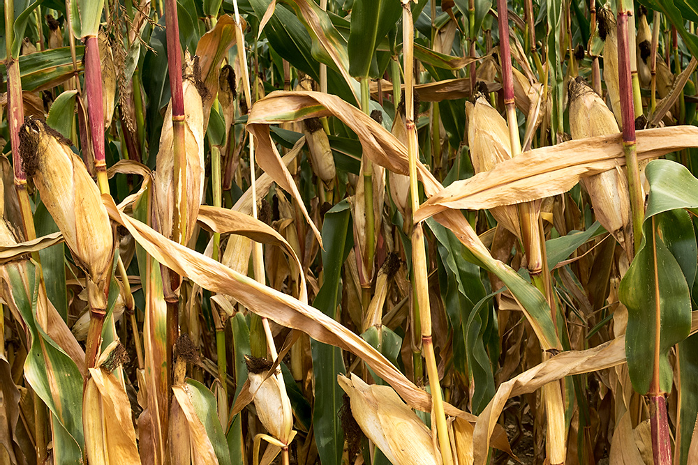 Corn