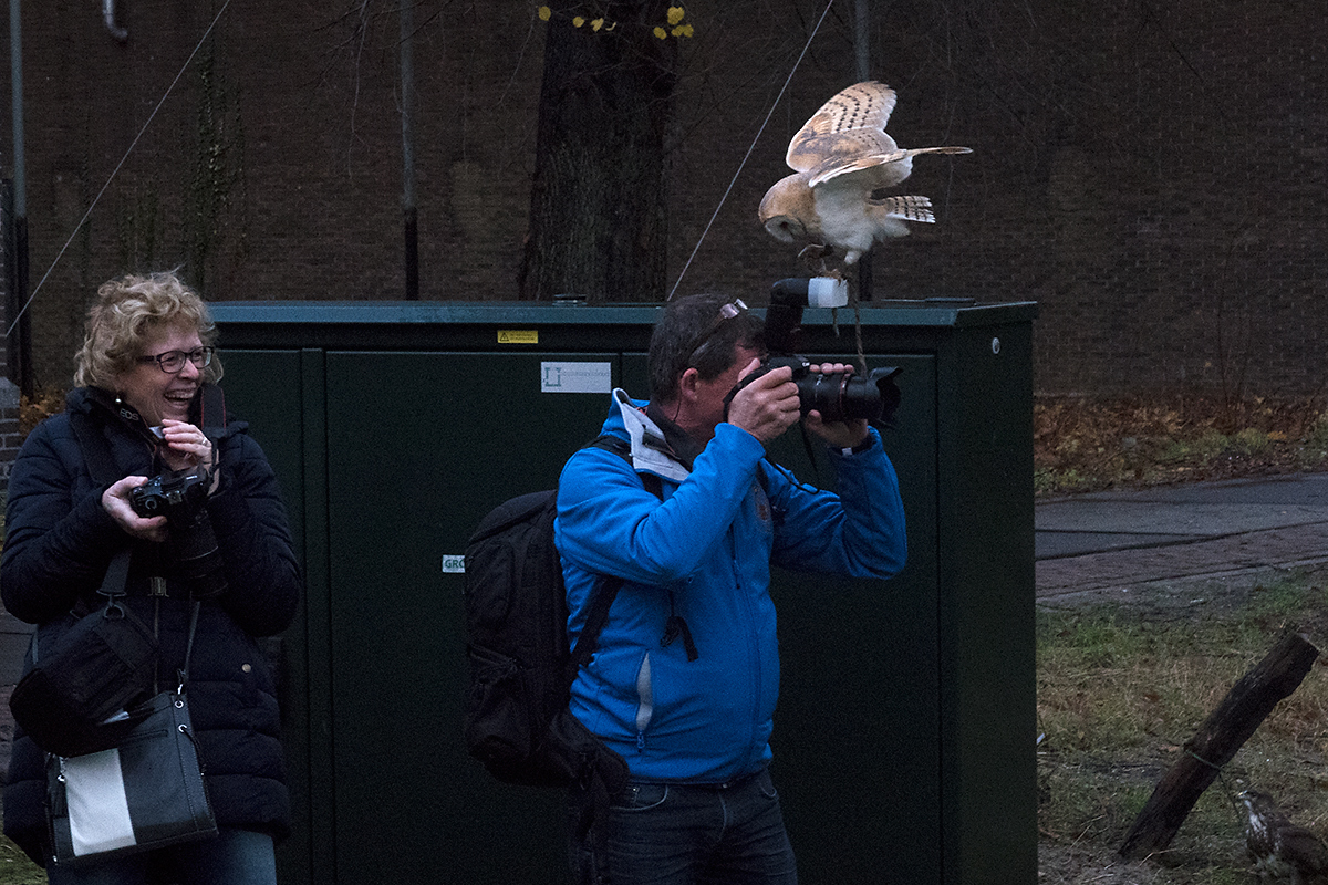 Owl likes flash