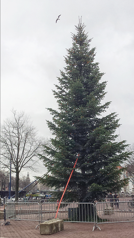 Tree with bird