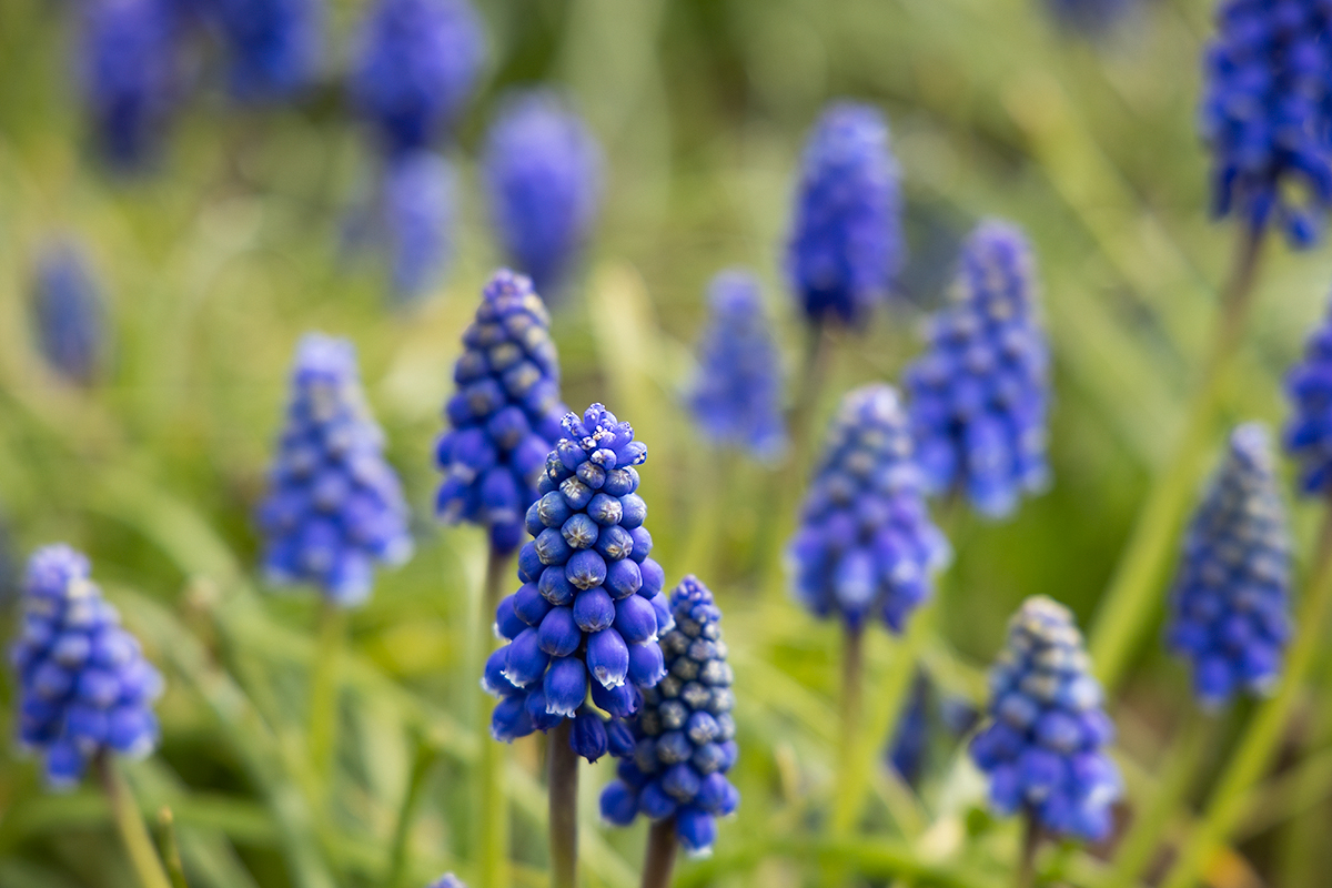 Mar 27 - Bluebells