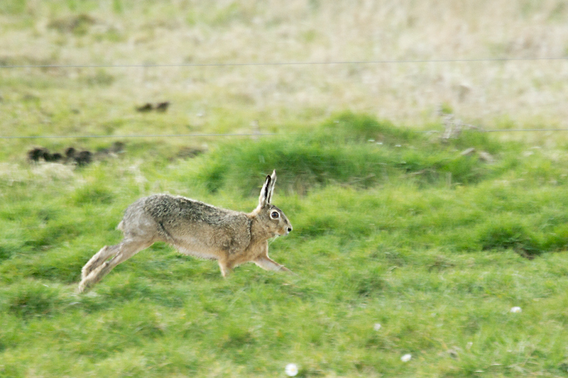 Hare