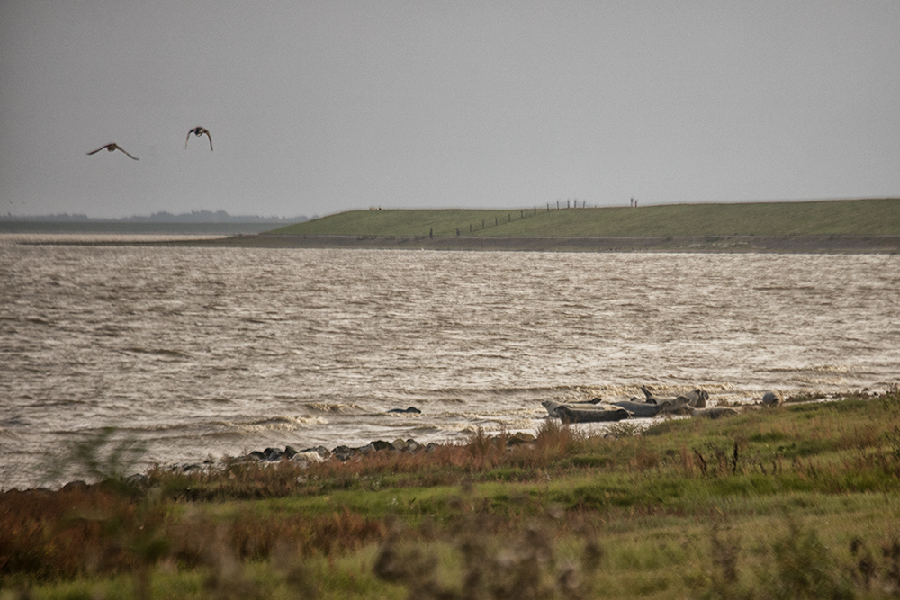 Seals