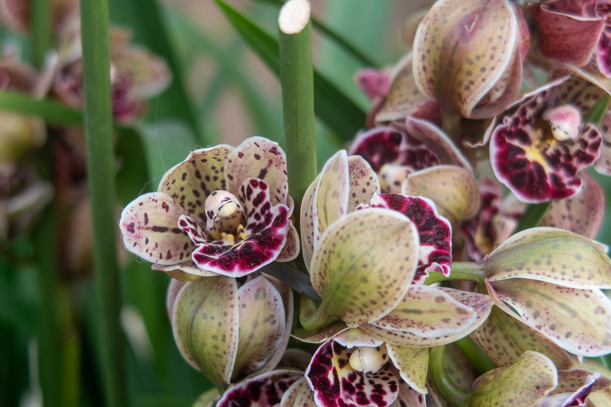 KewGardens_012