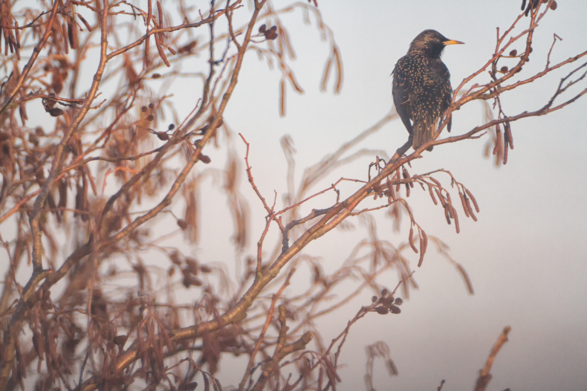 Feb #1 - Starling