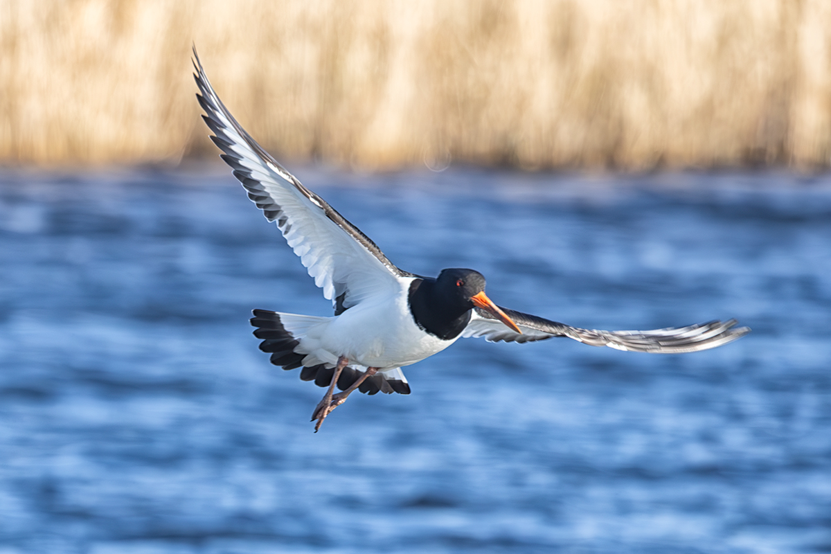 Mar #3 - In flight