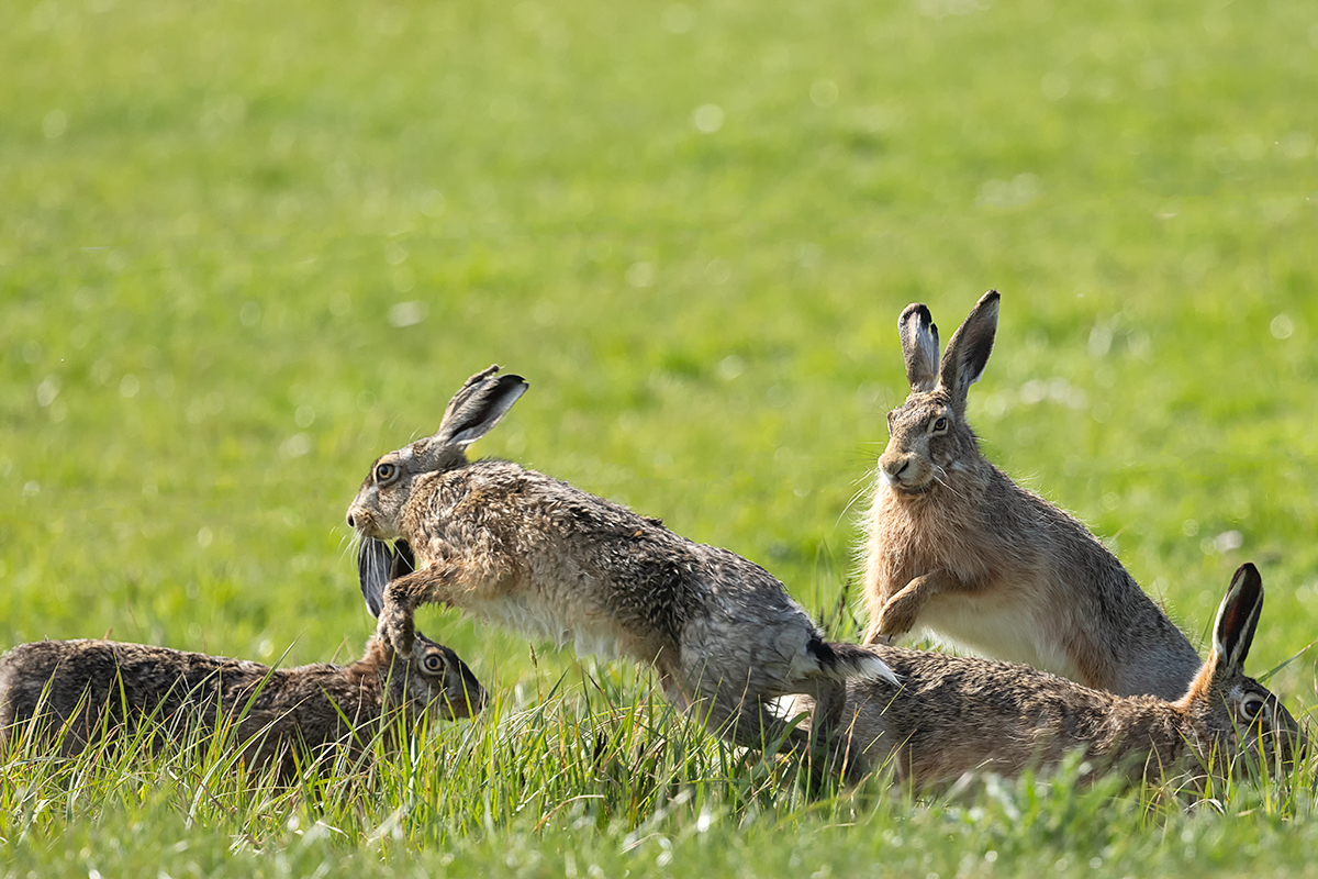 Apr #1  - Playing in the field
