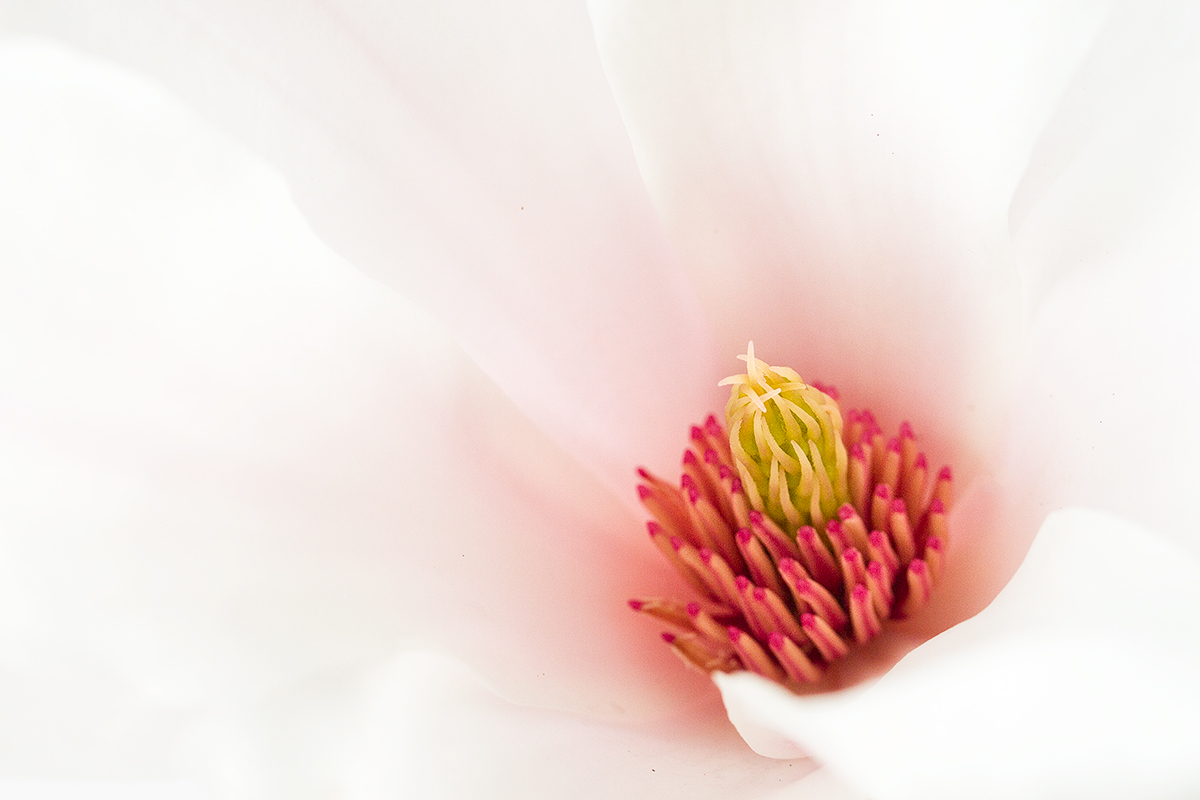 Apr #3 - Magnolia