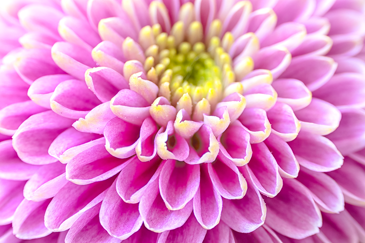 May #1 - Chrysanthemum