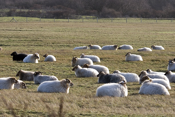 Sheep in the sun