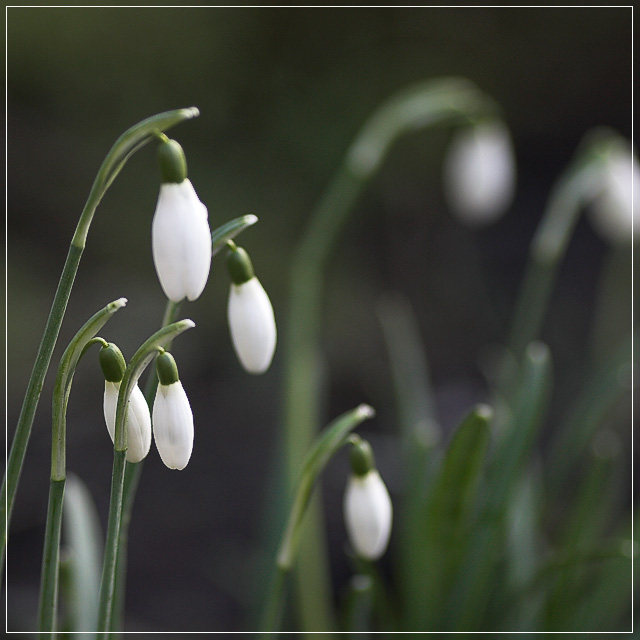 Snowdrops