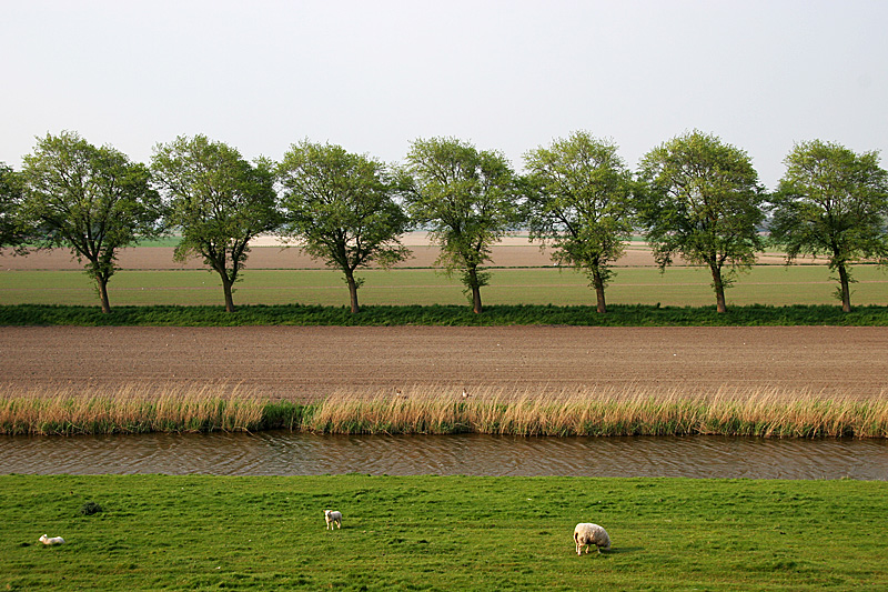 Trees in the polder