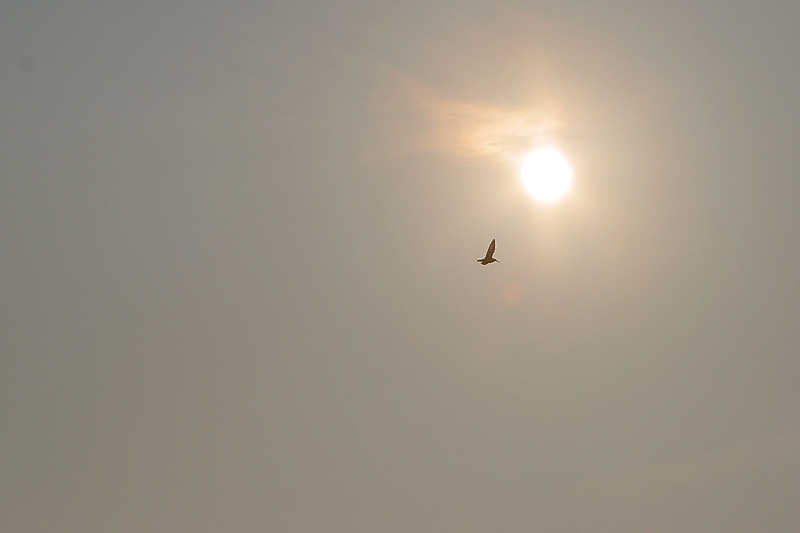 Flying (outtake contre-jour)